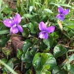 Viola riviniana花