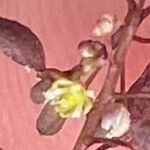 Hornungia procumbens Kvet