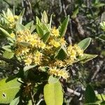 Cloezia floribunda Λουλούδι