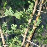 Vachellia exuvialis Blatt