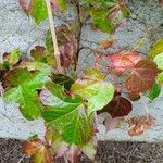 Parthenocissus tricuspidata Folio