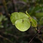 Grona adscendens Fruit