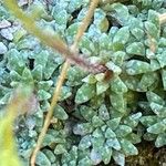 Saxifraga caesia Blatt