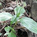 Tinantia erecta Habitus