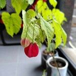 Abutilon megapotamicum Květ