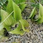 Maianthemum bifoliumLeaf