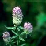 Polygala curtissii Flower