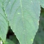 Lantana canescens Leaf