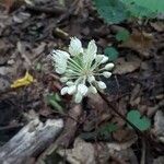 Allium tricoccum Květ