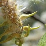 Salix caprea Fruit