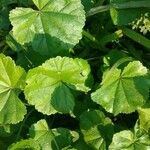 Malva setigera Leaf