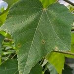 Hibiscus mutabilisLeaf