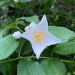 Philadelphus inodorus Květ