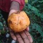 Landolphia jumellei Fruto