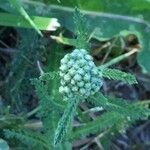 Achillea millefoliumList