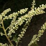 Gouania polygama Λουλούδι