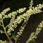 Gouania polygama Blüte