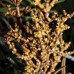 Arceuthobium campylopodum Çiçek