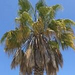 Washingtonia filifera অভ্যাস