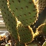 Opuntia aciculata List