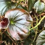 Begonia cucullata cv. 'Doublet Rose Pink' Blatt
