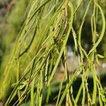 Acacia cognata Fuelha