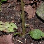 Pelexia obliqua Hábito