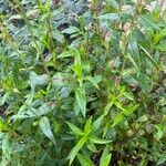 Penstemon barbatus Leaf