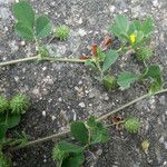 Medicago murex Hábito