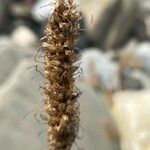 Plantago argentea Fruit