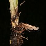 Schoenocaulon officinale Casca