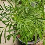 Tagetes minutaLeaf