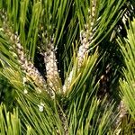 Pinus heldreichii Frukto