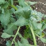 Borago officinalisFolio