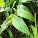 Sobralia macrantha cv. 'Alba' ᱛᱟᱦᱮᱸ