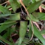 Aechmea recurvata Folha