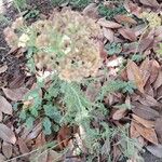 Achillea millefoliumFolha