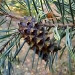 Pinus sylvestris果實