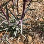 Penstemon parryi List