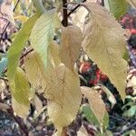 Prunus americana Blatt