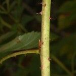 Rubus polonicus Bark