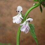Stachys aculeolata Flower