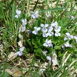 Viola rupestris Habitus