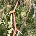 Prosopis velutina Corteza