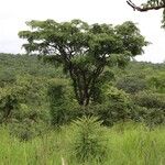 Pterocarpus angolensis Hábito