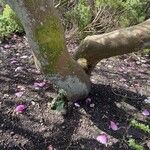 Magnolia liliiflora 树皮