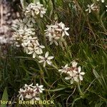 Saponaria lutea Hábito