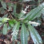 Vochysia guianensis Лист