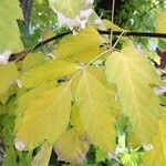 Acer griseum Blatt