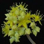 Sedum pachyphyllum Blüte